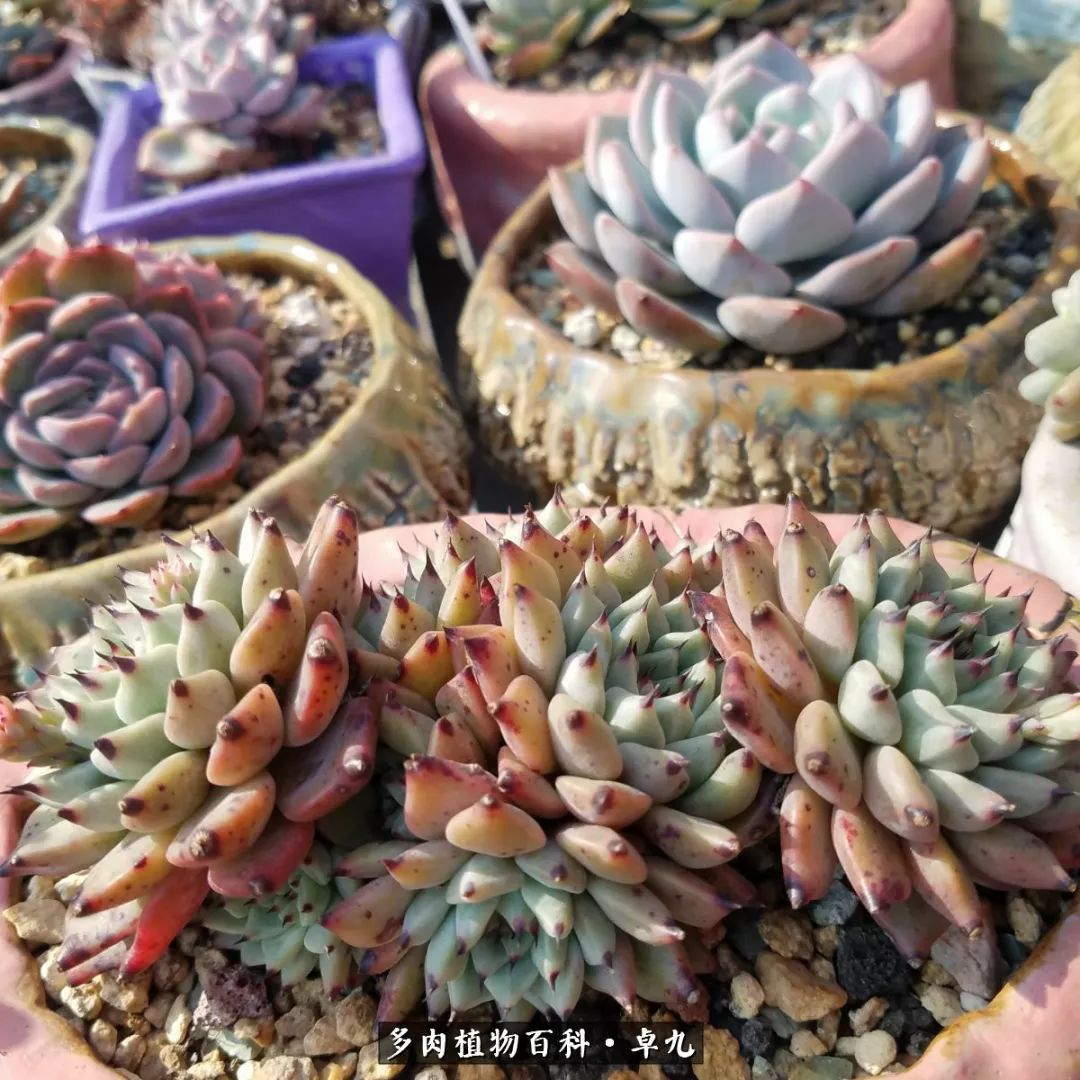 养多肉你遇到的奇葩事,养多肉的男士