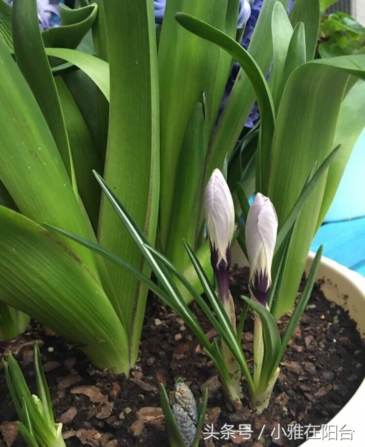 怎么给花土消毒除虫,种花前如何对花土消毒