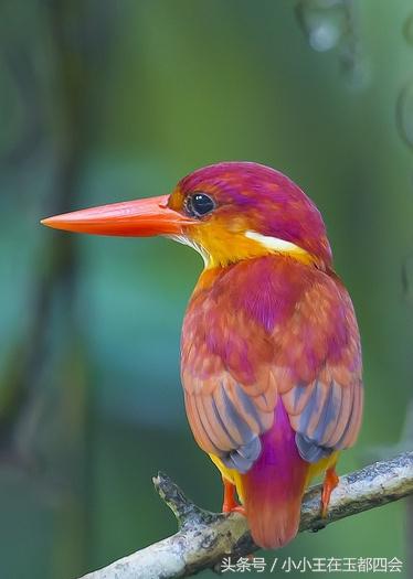 翡翠知识详解,翡翠知识讲解师