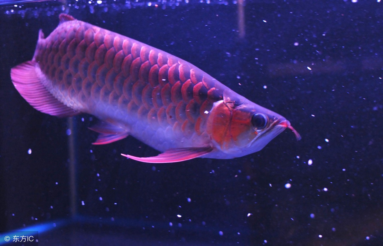 [龙鱼]顺水而为，则龙魟无忧