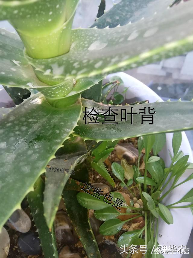 芦荟叶子有红点是什么原因,芦荟叶片出现褐色斑点