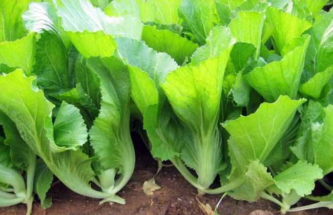 霜冻季节吃什么食物好,农村有6样东西以后最值钱