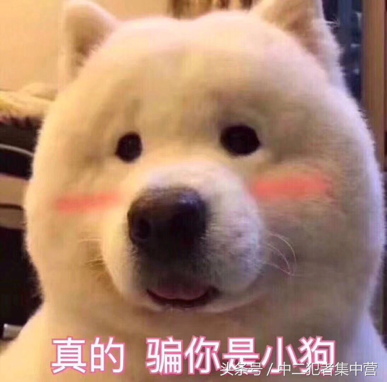 gucci围巾推荐年轻,gucci围巾怎么选