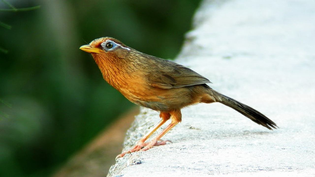 圆头画眉鸟的性格与优劣,画眉鸟传说