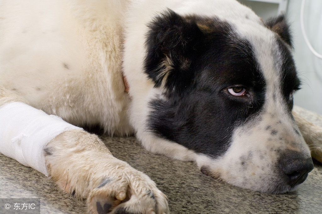 宠物药治疗癌症的最新消息,宠物得了绝症该不该治疗