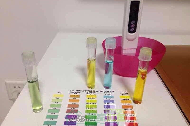 [龙鱼]顺水而为，则龙魟无忧