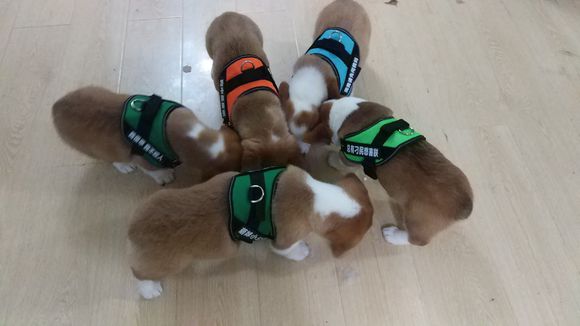 柯基怀孕生了德牧,柯基怀孕快生了被主人送走