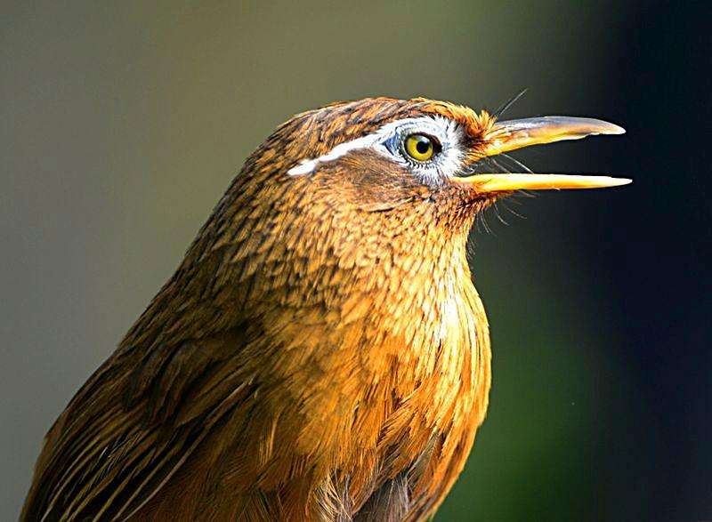 圆头画眉鸟的性格与优劣,画眉鸟传说