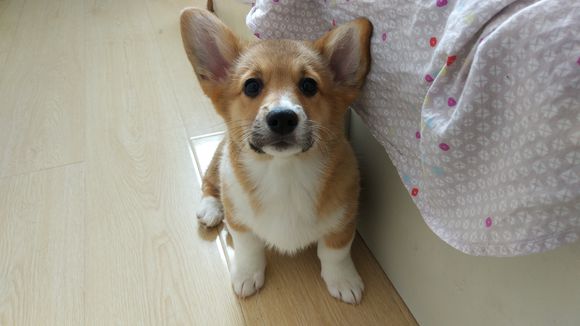 柯基怀孕生了德牧,柯基怀孕快生了被主人送走