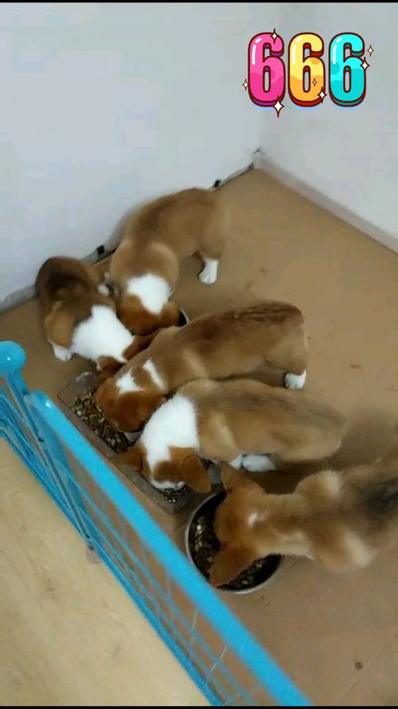 柯基怀孕生了德牧,柯基怀孕快生了被主人送走