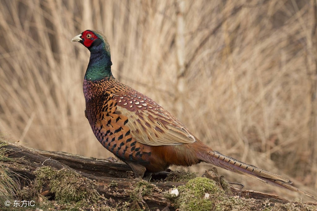 养1000只山鸡要多少成本,为什么养土鸡不赚钱