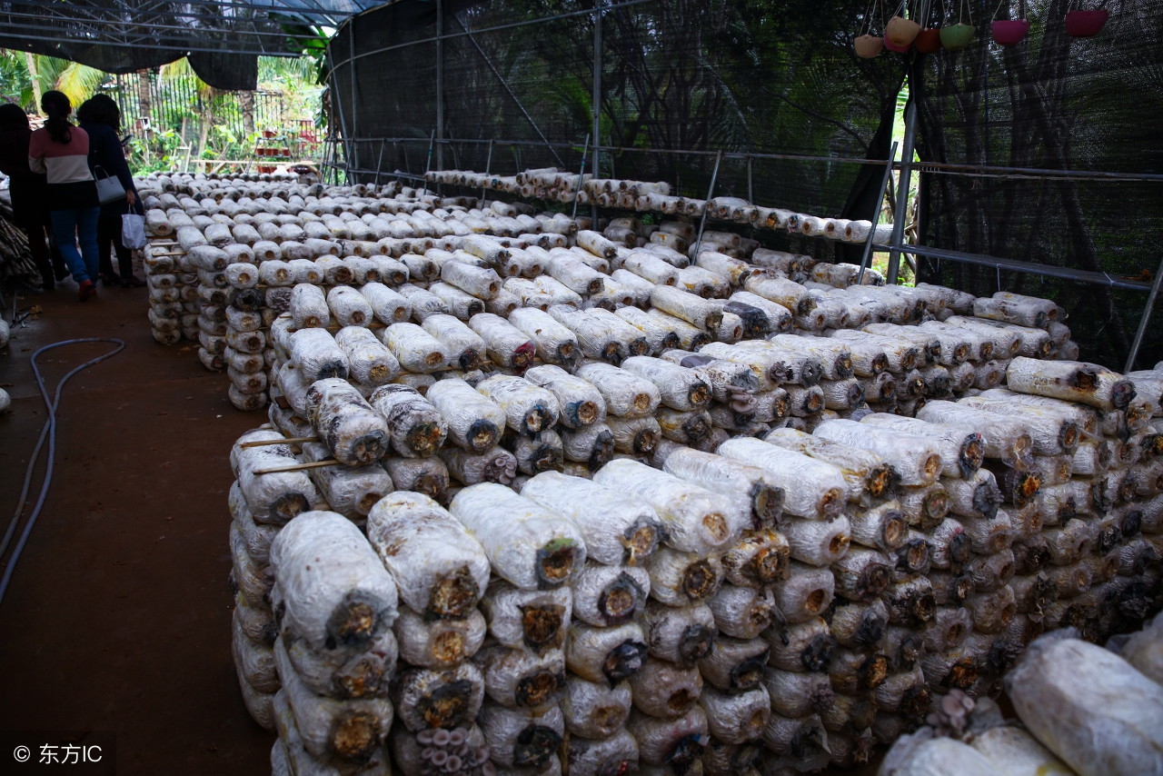 创业致富小项目靠谱吗,致富经创业项目