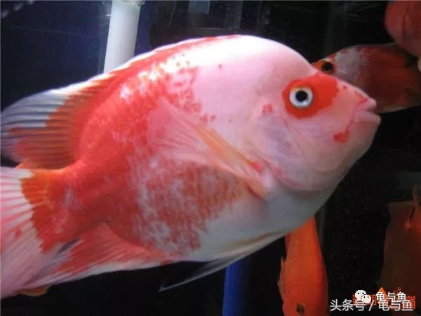 鹦鹉鱼和财神鹦鹉鱼的区别,起头鹦鹉鱼介绍