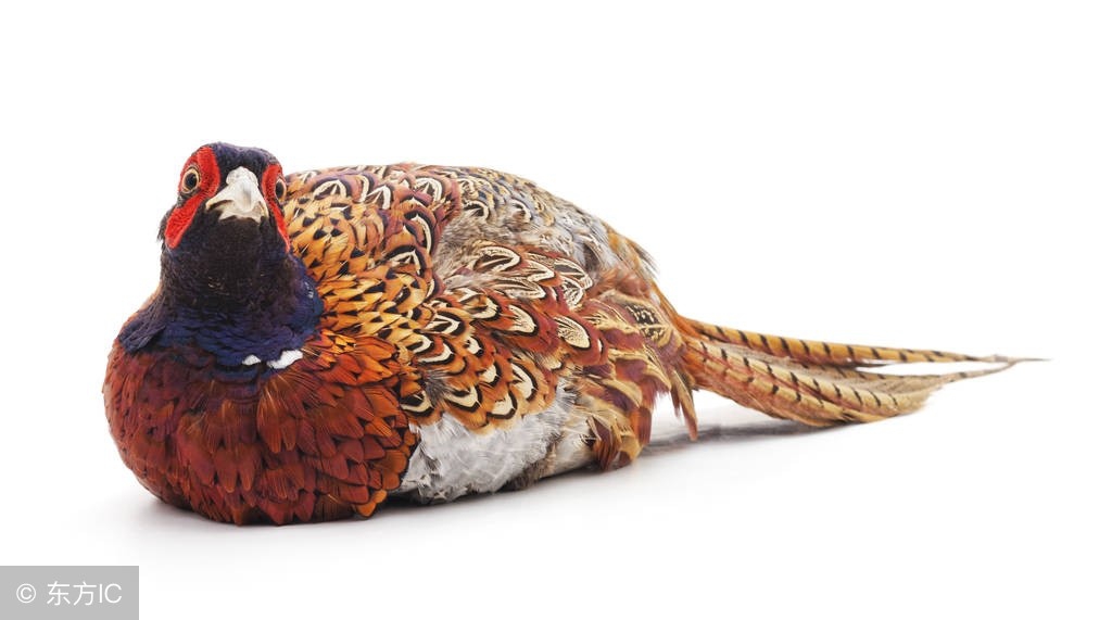 山鸡养殖成本利润及散养新技术,野鸡发展前景好吗