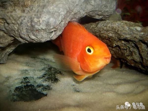 母鹦鹉鱼和公鹦鹉鱼的区别,黄鹦鹉鱼和红鹦鹉鱼哪个好