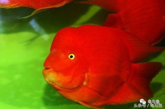 母鹦鹉鱼和公鹦鹉鱼的区别,黄鹦鹉鱼和红鹦鹉鱼哪个好