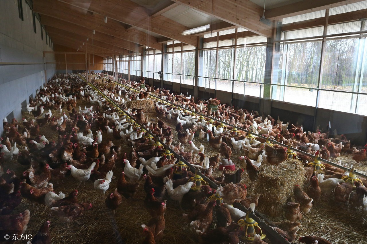 农村散养土鸡怎样做销售,鸡贩子收购土鸡怎么销售