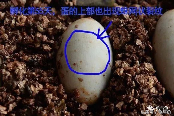 草龟刚从蛋孵化出来怎么养,草龟产蛋自然孵化条件