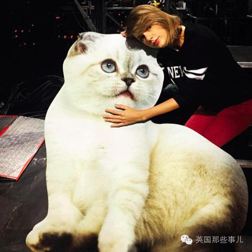 霉霉和她的猫咪,霉霉两只猫叫什么名字