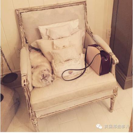 霉霉和她的猫咪,霉霉两只猫叫什么名字