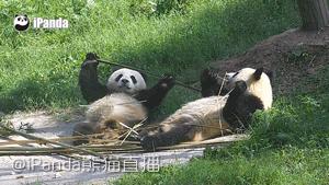 武汉爹爹暴雨中趟水染丹毒|大妈疑似被迫录视频：生吃灯泡、金鱼、仙人球