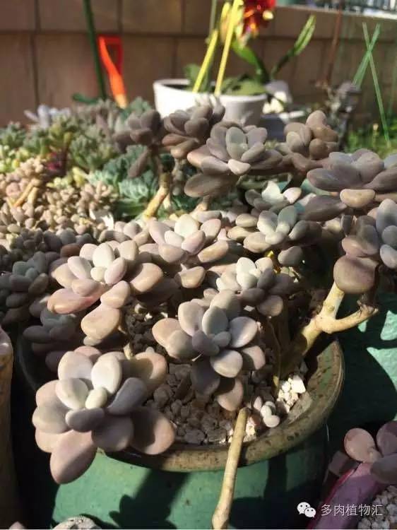 开挂区养多肉好吗,看完这些对比图你就明白了