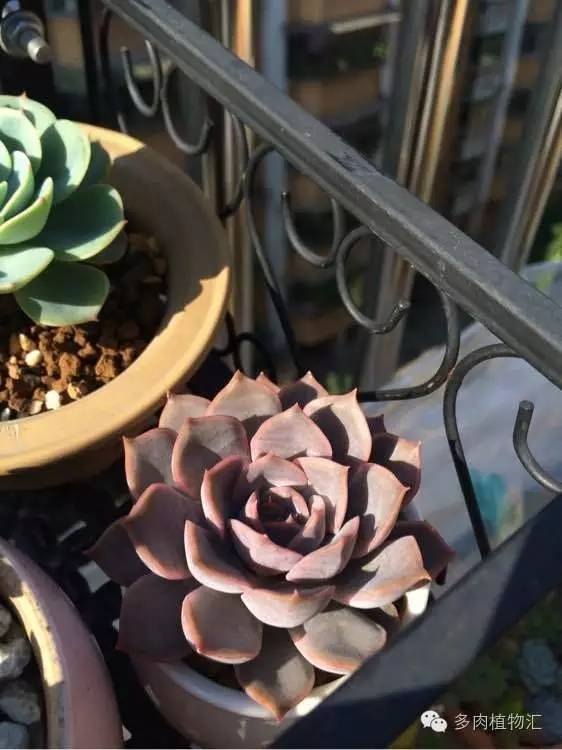 开挂区养多肉好吗,看完这些对比图你就明白了