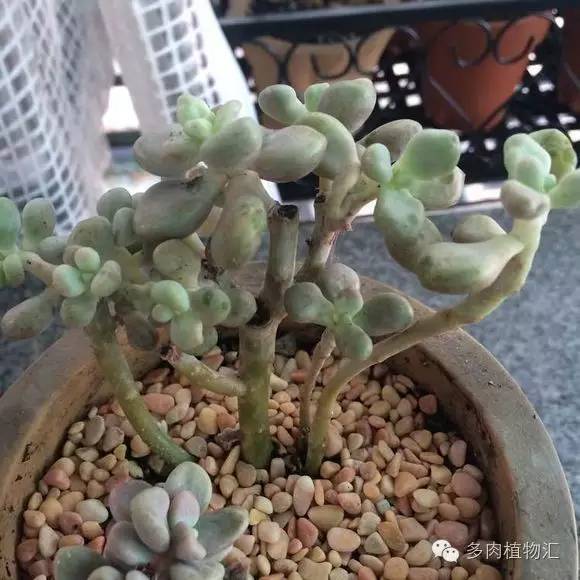 开挂区养多肉好吗,看完这些对比图你就明白了