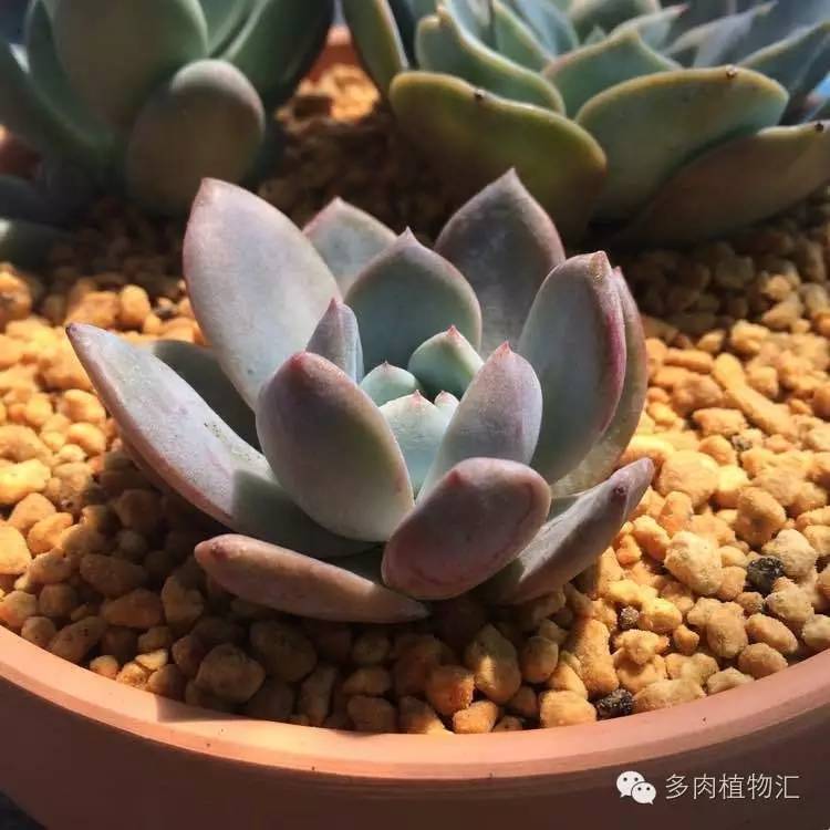 开挂区养多肉好吗,看完这些对比图你就明白了