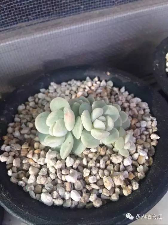 开挂区养多肉好吗,看完这些对比图你就明白了