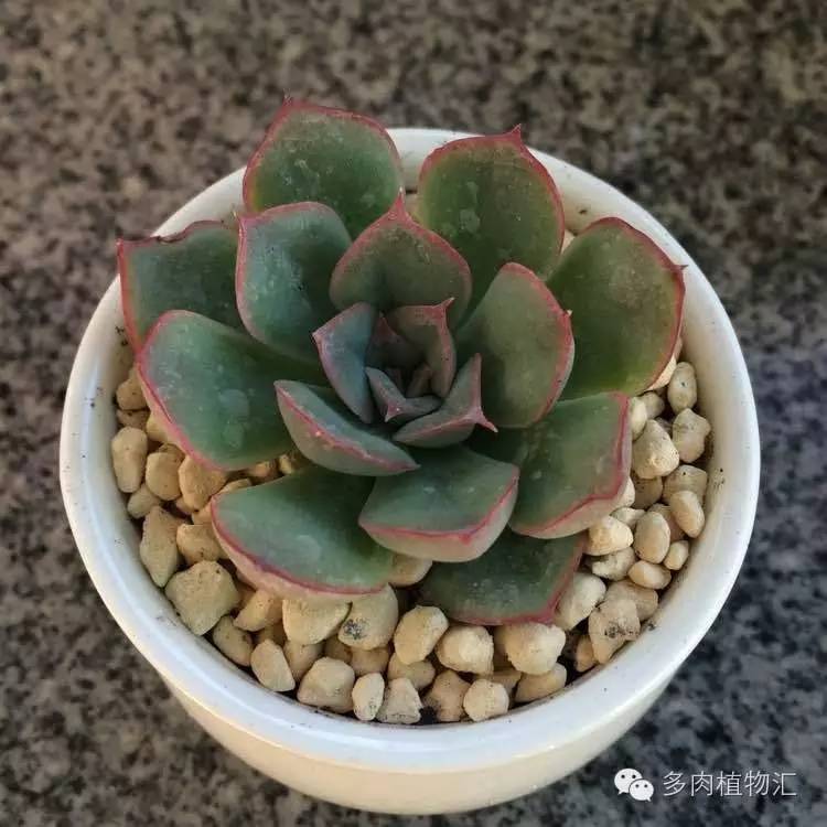 开挂区养多肉好吗,看完这些对比图你就明白了