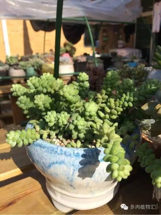 开挂区养多肉好吗,看完这些对比图你就明白了