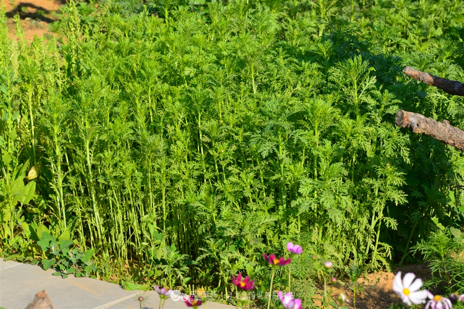 寻觅夏季的清凉,寻觅市井烟火感受光阴阑珊