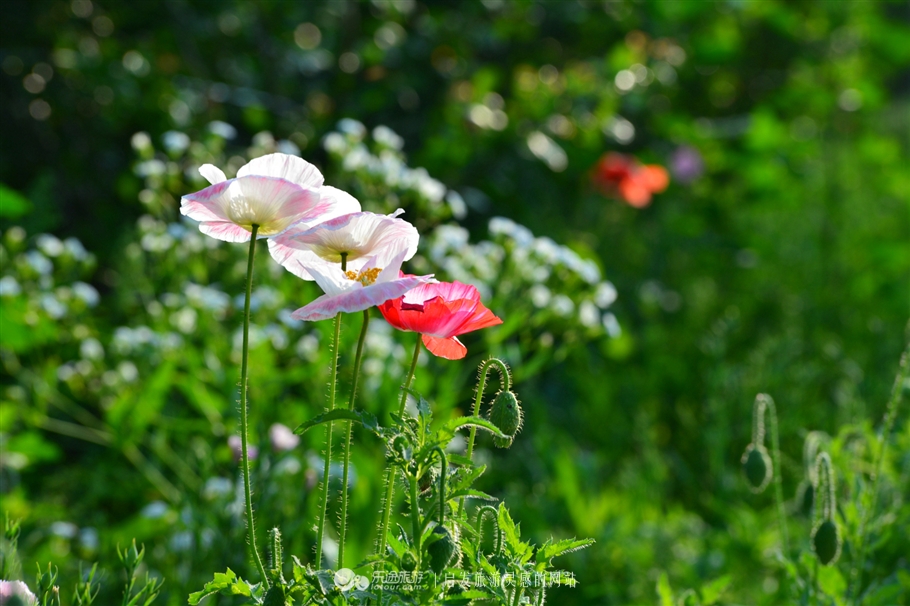 寻觅夏季的清凉,寻觅市井烟火感受光阴阑珊