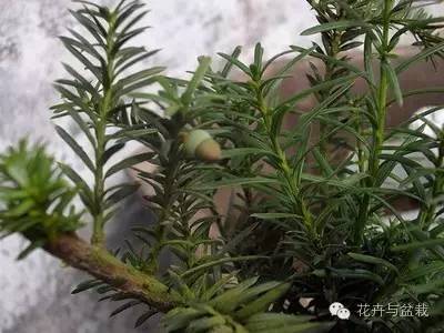 红豆杉怎么种才能长得好,红豆杉值得种植吗