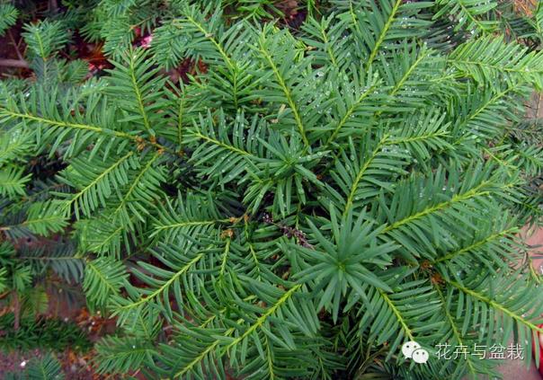 红豆杉怎么种才能长得好,红豆杉值得种植吗