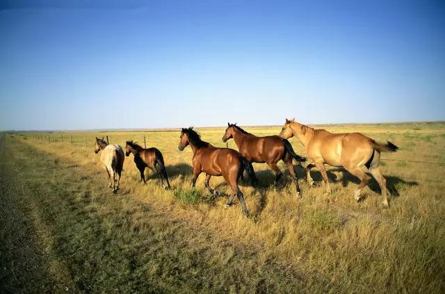 海拉尔城堡旅游攻略,海拉尔玩的地方攻略