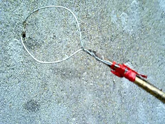 捉知了的妙招,农村抓知了最佳方法