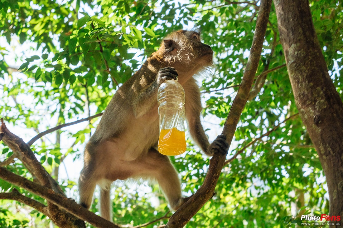 佳能g1xmarkiii测评,口袋怪兽vs小智