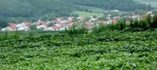 莫力达瓦我的家,莫力达瓦官网