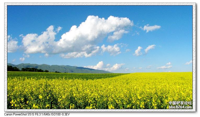 梦里花开——*疆新**，又一次的心动