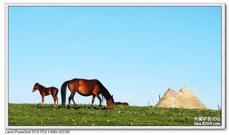 梦里花开——*疆新**，又一次的心动