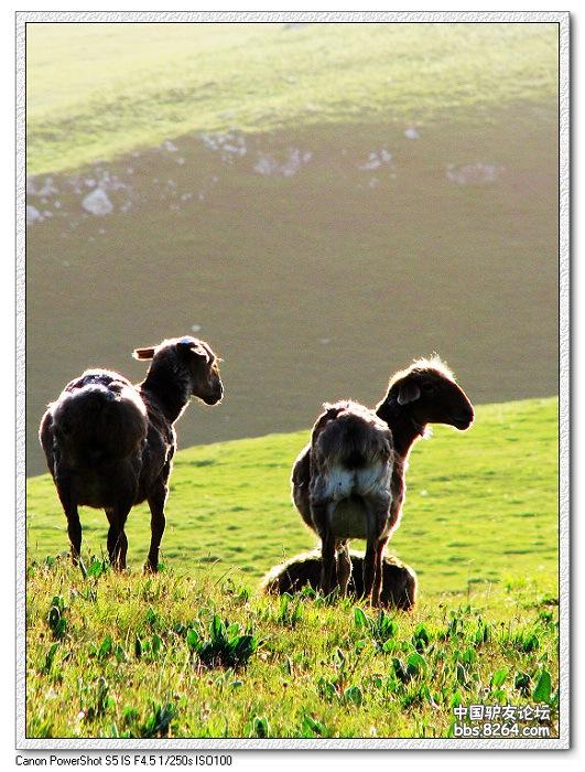 梦里花开——*疆新**，又一次的心动