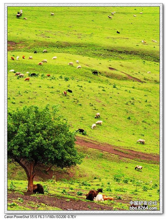 梦里花开——*疆新**，又一次的心动