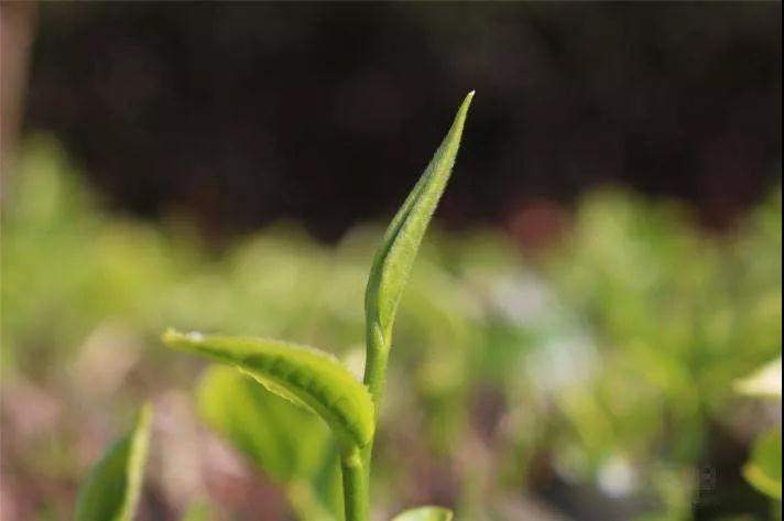 大渡岗茶,大渡岗千年古树茶