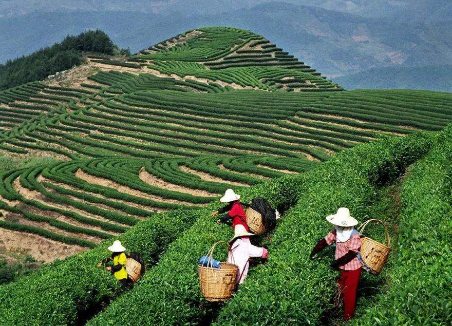 大渡岗茶,大渡岗千年古树茶