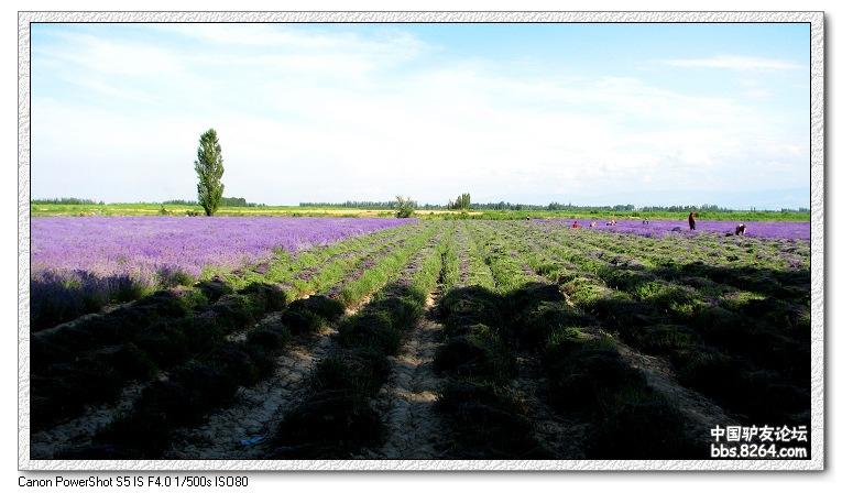 梦里花开——*疆新**，又一次的心动