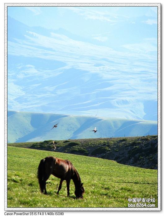 梦里花开——*疆新**，又一次的心动