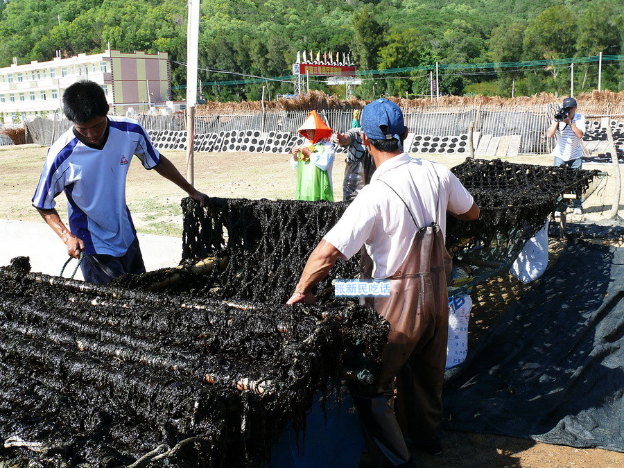 潮汕紫菜有多厉害,紫菜到底好不好
