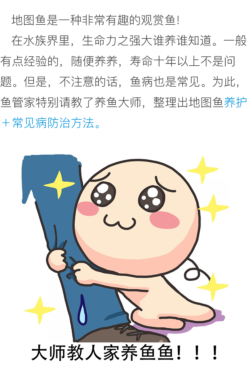 怎么才能养好地图鱼,养鱼新手入门能养地图鱼吗